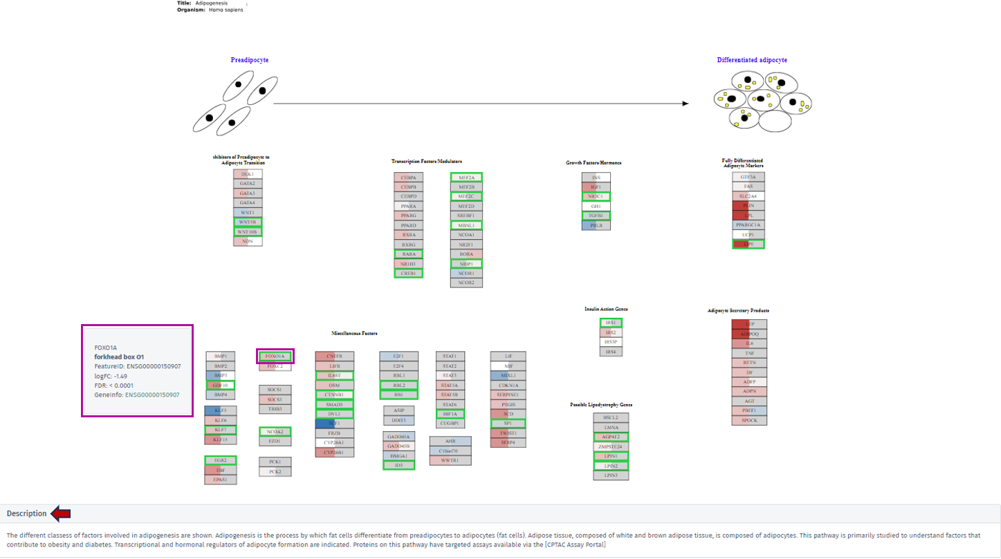 Adipogenesis Pathway example