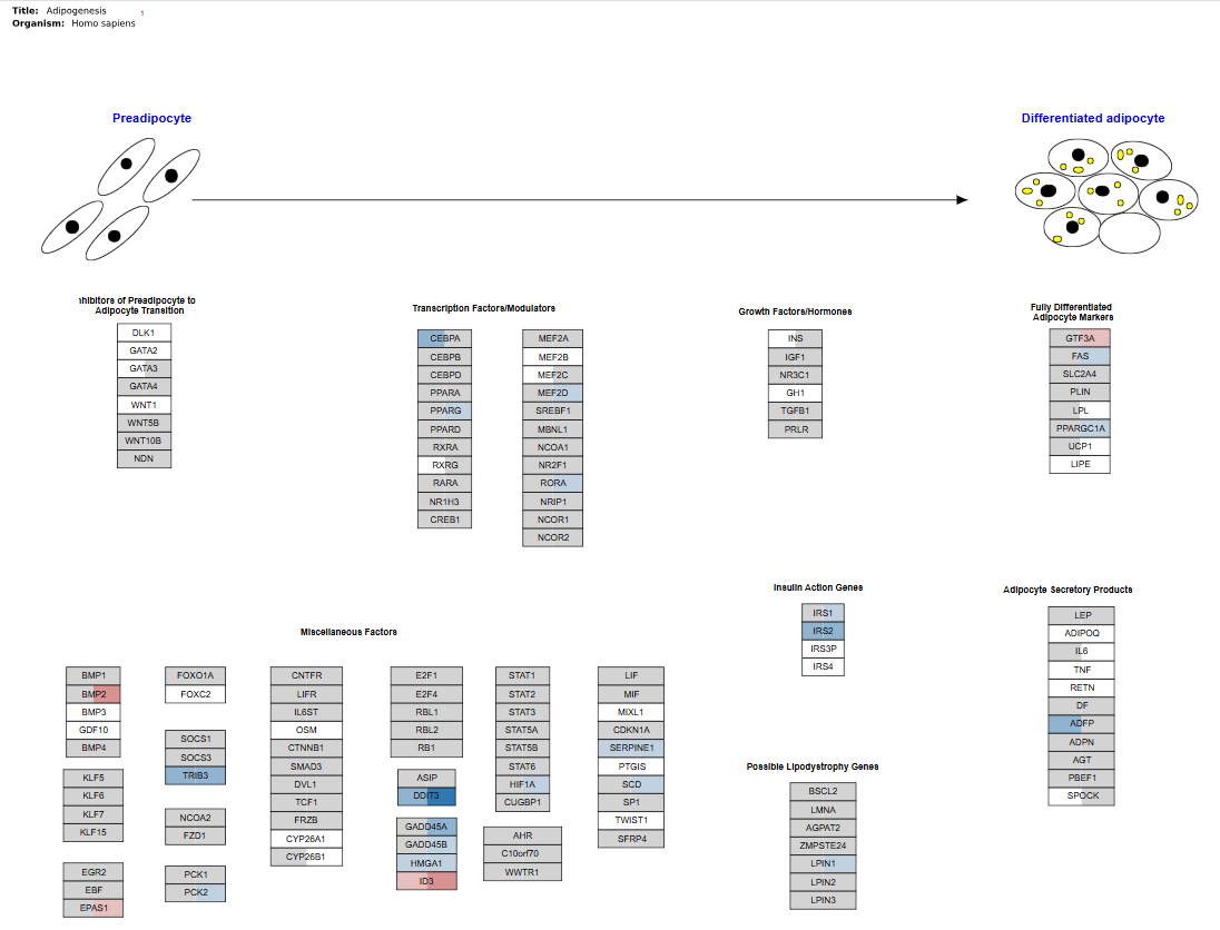 Pathway Mapping Graph